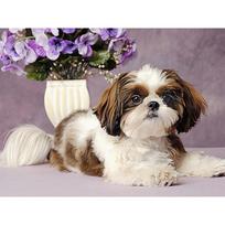 Diy 5D Diamond Painting Animals Dog Photo Diamond Embroidery Animals Home Decor Gift 20X30CM