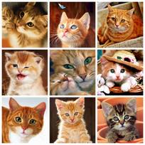5D Diamond Painting Full Square Cat Diamond Embroidery Mosaic Animal Handmade Gift Decor For Home Full Round 30x30CM