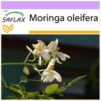 SAFLAX - Krienai - 10 sėklų - Moringa oleifera