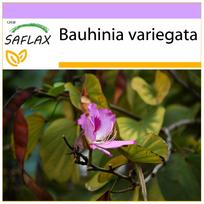 SAFLAX - Kupranugario pėdos medis - 8 sėklos - Bauhinia variegata
