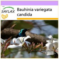 SAFLAX Baltasis orchidėjų medis – 5 sėklos – Bauhinia variegata candida