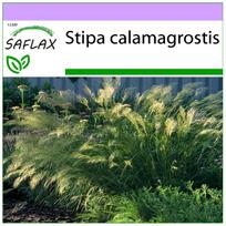 SAFLAX – plunksnų žolė / fazano uodegos žolė – 50 sėklų – Stipa calamagrostis