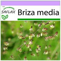 SAFLAX - Drebulė - 75 sėklos - Briza media