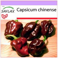 SAFLAX - Pipiras - Habanero Chocolate - 10 sėklų - Capsicum chinense