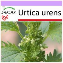 SAFLAX Šuninė dilgėlė - 150 sėklų - Urtica urens