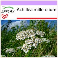SAFLAX Paprastoji kraujažolė – 200 sėklų – Achillea millefolium