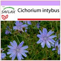 SAFLAX - Cikorija - 250 sėklų - Cichorium intybus