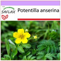 SAFLAX Sidabražolė - 20 sėklų - Potentilla anserina