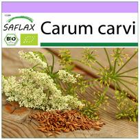 SAFLAX Ekologiški – kmynai – 800 sėklų – Carum carvi