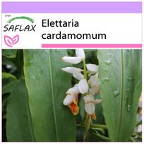 SAFLAX Kardamonas - 20 sėklų - Elettaria cardamomum