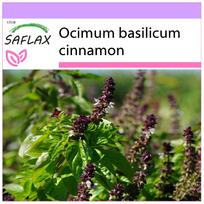 SAFLAX - Cinamoninis bazilikas - 200 sėklų - Ocimum basilicum