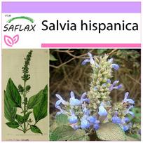 SAFLAX Meksikos chia - 500 sėklų - Salvia ispanica