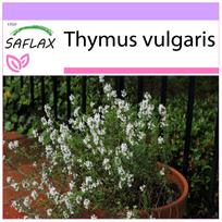 SAFLAX – Paprastasis čiobrelis – 200 sėklų – Thymus vulgaris