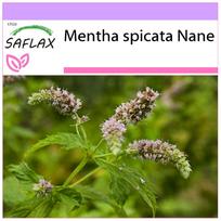 SAFLAX Meksikietiška nana mėta – 500 sėklų – Mentha spicata