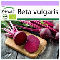 SAFLAX - Ekologiški - Runkeliai - Detroit Globe - 100 sėklų - Beta vulgaris