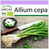 SAFLAX - Ekologiškas - Salotinis svogūnas - Baltasis Lisabona - 150 sėklų - Allium cepa