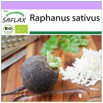 SAFLAX Ekologiškas – Ridikėlis – Juodasis ispaniškas apvalus – 100 sėklų – Raphanus sativus