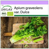 SAFLAX Ekologiškas - Pascal salieras - Aukštasis Juta - 500 sėklų - Apium graveolens