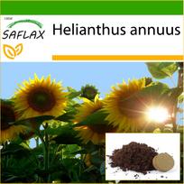 SAFLAX Saulėgrąžų Titanas – 20 sėklų – Su vazoniniu substratu geresniam auginimui – Helianthus annuus