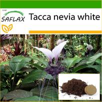 SAFLAX Giant Bat Flower White – 10 sėklų – Su vazoniniu substratu geresniam auginimui – Tacca nevia white