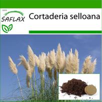 SAFLAX Amerikos pampų žolė – 200 sėklų – Su vazoniniu substratu geresniam auginimui – Cortaderia selloana
