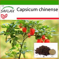 SAFLAX Čili - Habanero Antilles Red - 10 sėklų - Su vazonų substratu geresniam auginimui - Capsicum chinense