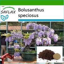 SAFLAX Bonsai – Afrikos visterijos medis – 15 sėklų – Su vazoniniu substratu geresniam auginimui – Bolusanthus speciosus