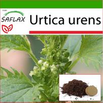 SAFLAX - Dilgėlės šunims - 150 sėklų - Su vazono substratu geresniam auginimui - Urtica urens
