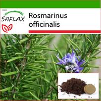 SAFLAX - Rozmarinas - 100 sėklų - Su vazoniniu substratu geresniam auginimui - Rosmarinus officinalis