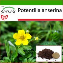 SAFLAX - Sidabražolė - 20 sėklų - Su vazoniniu substratu geresniam auginimui - Potentilla anserina
