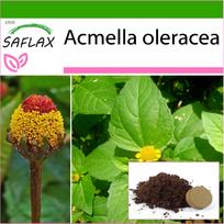 SAFLAX Para Cress – 500 sėklų – Su vazoniniu substratu geresniam auginimui – Acmella oleracea