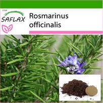 SAFLAX - Rozmarinas - 100 sėklų - Su vazoniniu substratu geresniam auginimui - Rosmarinus officinalis