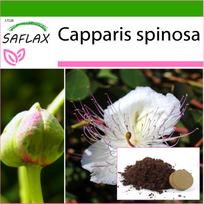 SAFLAX Kaparėlių augalas – 25 sėklos – Su vazoniniu substratu geresniam auginimui – Capparis spinosa