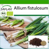 SAFLAX - Ekologiškas - Salotinis svogūnas - Japoniška Ishikura - 150 sėklų - Su vazoniniu substratu geresniam auginimui - Allium fistulosum