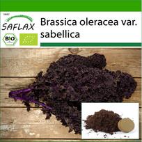 SAFLAX Ekologiškas - Lapinis kopūstas - Redbor - 50 sėklų - Su auginimo substratu geresniam auginimui - Brassica oleracea
