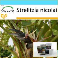 SAFLAX - Dovanų rinkinys - Baltoji rojaus paukštė - 5 sėklos - Su dovanų dėžute, kortele, etikete ir vazono substratu - Strelitzia nicolai