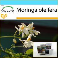 SAFLAX - Dovanų rinkinys - Krienai - 10 sėklų - Su dovanų dėžute, kortele, etikete ir vazono substratu - Moringa oleifera