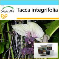 SAFLAX - Dovanų rinkinys - Balta šikšnosparnio gėlė - 10 sėklų - Su dovanų dėžute, kortele, etikete ir vazono substratu - Tacca integrifolia