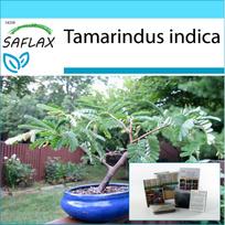 SAFLAX Dovanų rinkinys – Bonsai – Tamarindas – 4 sėklos – Su dovanų dėžute, kortele, etikete ir vazono substratu – Tamarindus indica