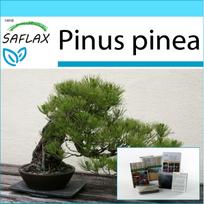 SAFLAX Dovanų rinkinys – Bonsai – Akmeninė pušis – 6 sėklos – Su dovanų dėžute, kortele, etikete ir vazono substratu – Pinus pinea