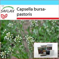 SAFLAX - Dovanų rinkinys - Ganyklų grikis - 1000 sėklų - Su dovanų dėžute, kortele, etiketė ir sodinimo substratu - Capsella bursa-pastoris