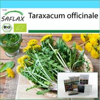 SAFLAX - Dovanų rinkinys - Ekologiškas - Kiaulpienė - 400 sėklų - Su dovanų dėžute, kortele, etiketė ir sodinimo substratu - Taraxacum officinale