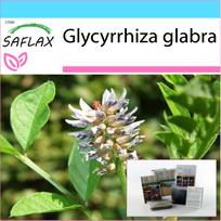 SAFLAX – Dovanų rinkinys – Saldymedis – 30 sėklų – Su dovanų dėžute, kortele, etikete ir vazono substratu – Glycyrrhiza glabra