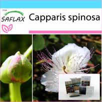 SAFLAX Dovanų rinkinys – Kaparėlių augalas – 25 sėklos – Su dovanų dėžute, kortele, etikete ir vazono substratu – Capparis spinosa