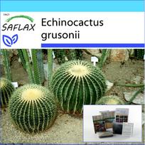 SAFLAX - Dovanų rinkinys - Statinės kaktusas / Uošės sėdynė - 40 sėklų - Su dovanų dėžute, kortele, etikete ir vazono substratu - Echinocactus grusonii