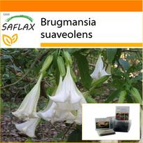 SAFLAX Sodas maiše - Angel's Trumpet White - 10 sėklų - Su substratu tinkančiame stovimame maišelyje - Brugmansia suaveolens
