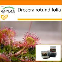 SAFLAX Sodas maiše – Apvalialapis saulėgrąžas – 50 sėklų – Su substratu tinkamame maiše – Drosera rotundifolia