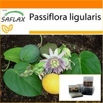 SAFLAX - Sodas maiše - Saldžioji Granadilla - 20 sėklų - Su substratu tinkamame stovimame maišelyje - Passiflora ligularis