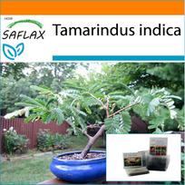 SAFLAX - Sodas maišelyje - Bonsai - Tamarindas - 4 sėklos - Su substratu tinkamoje stačiame maišelyje - Tamarindus indica