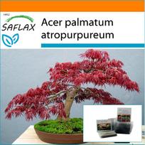 SAFLAX - Sodas maiše - Bonsai - Raudonasis japoniškas klevas - 20 sėklų - Su substratu tinkamame stovimame maišelyje - Acer palmatum